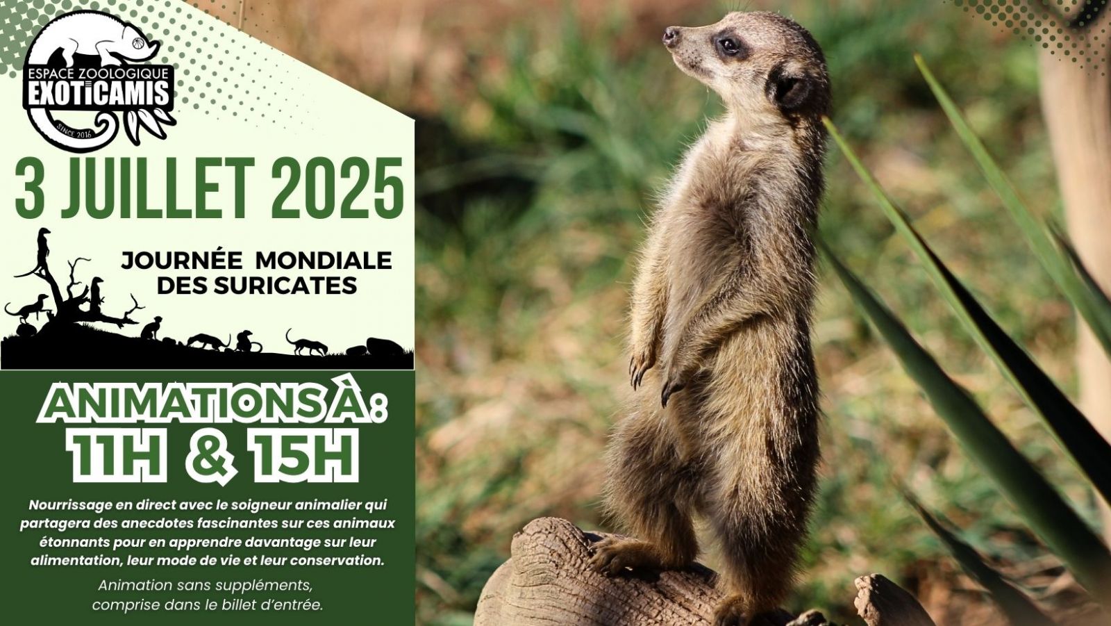 Animation : Journée mondiale des suricates
