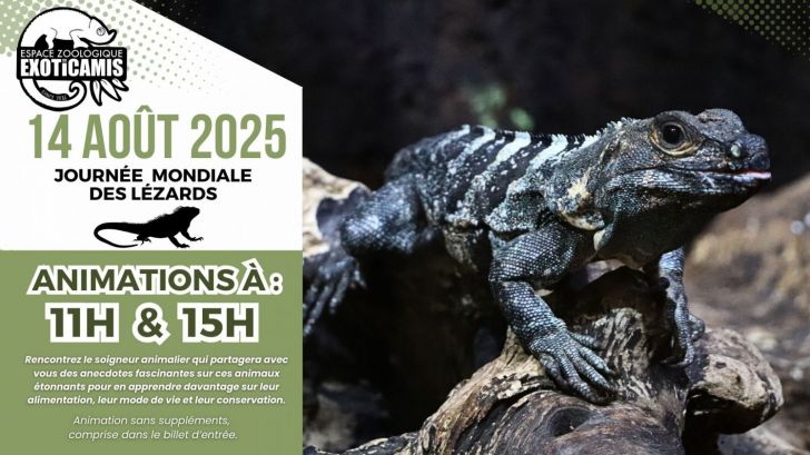 Animation : Journée Mondiale des Lézards
