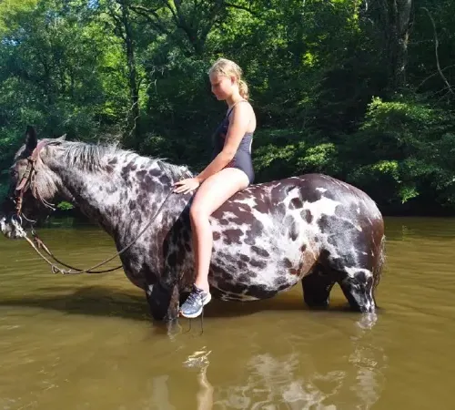 Rando équestre baignade avec la Ferme des Grandes Oreilles