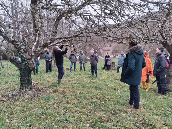 Formation taille des pruniers