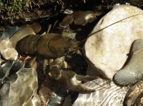 Sortie nature "les habitants d'une rivière"
