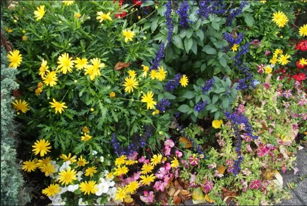 Marché aux fleurs et plants à Sainte Eulalie d'Olt