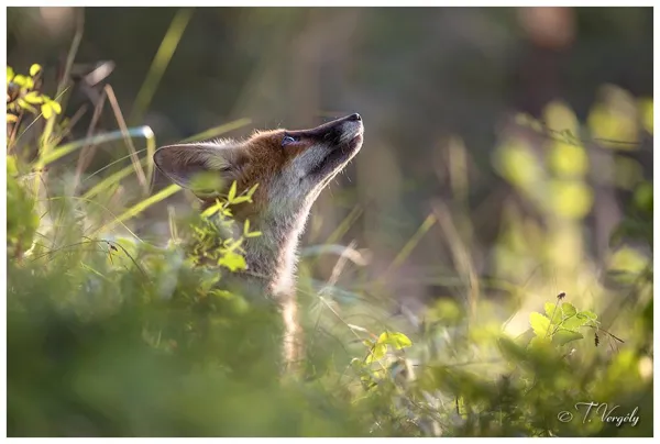 Exposition photos : " Un instant...une image"  ...