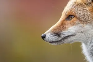 Exposition photos : les rinals del aubrac - Ro ...