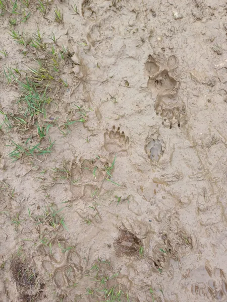 Traces et indices de la faune de l'Aubrac