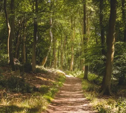 Rencontre : "Réchauffement climatique : comment la forêt va t-elle s'adapter ?", à Aubrac