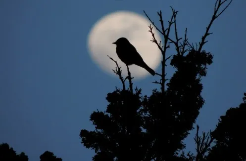 Sortie : "Le monde de la nuit", à Aubrac