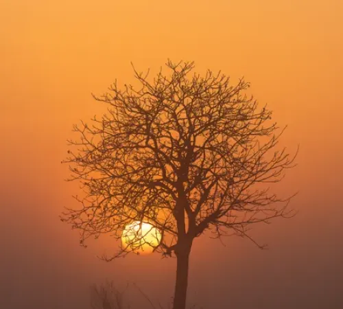 Exposition photo "LOS ARBRES"