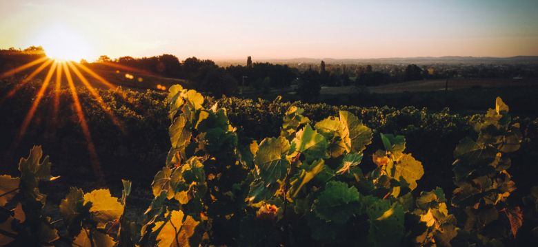 Domaine de la Petite Tuile