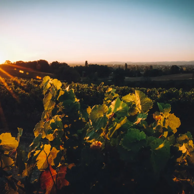 Domaine de la Petite Tuile