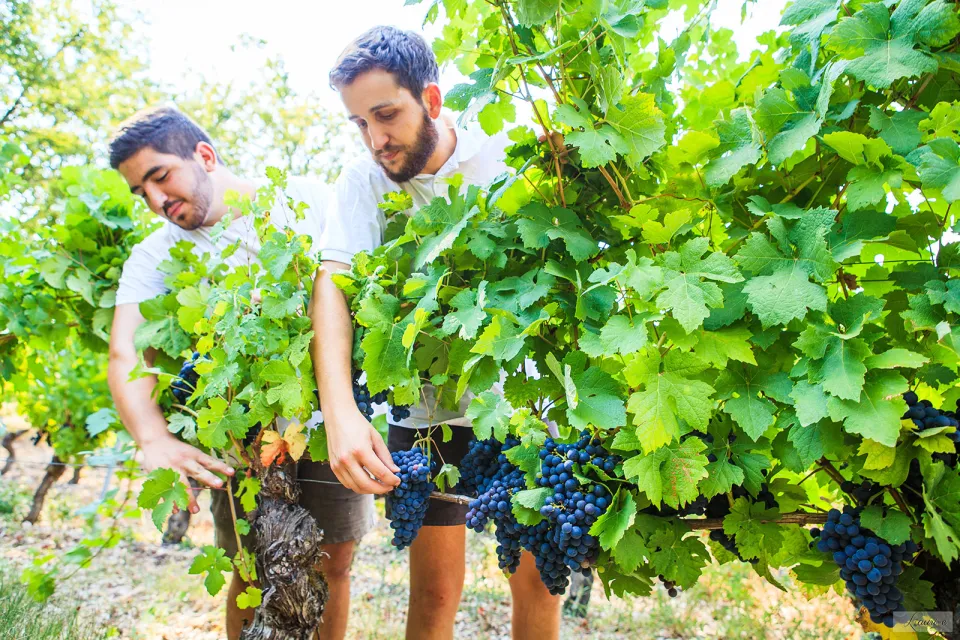 Domaine des Vergnades
