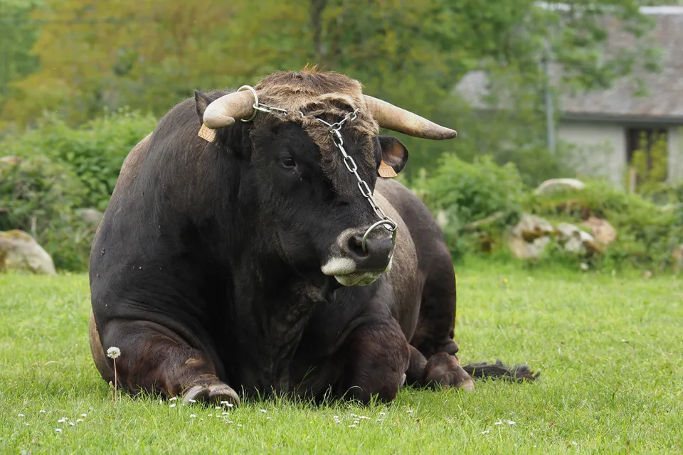 La ferme du Lévézou