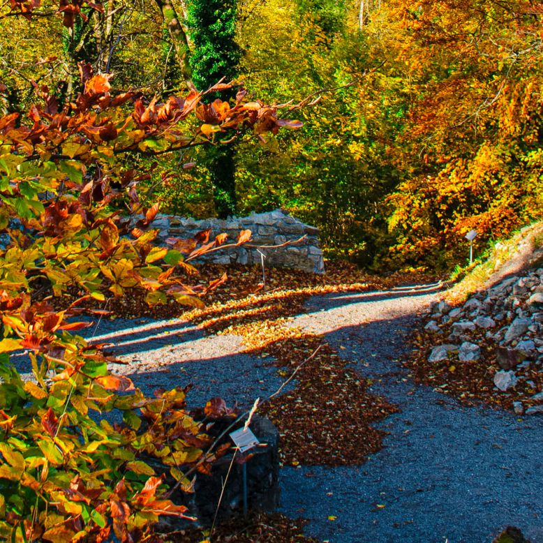 The Laux botanical trail