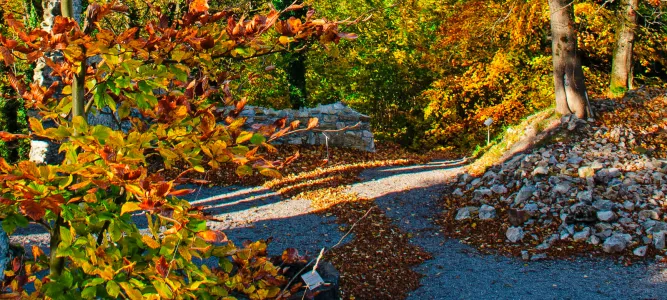 The Laux botanical trail