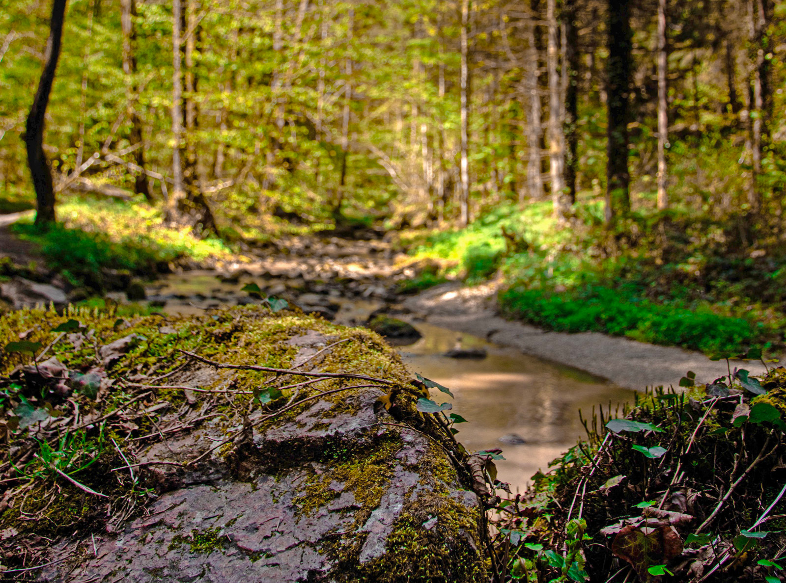 Le sentier de la Gourgue de Maroule