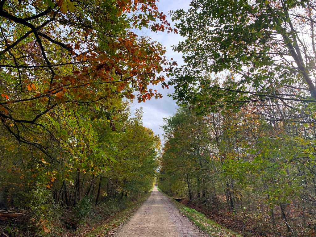 Forêt d'Agre