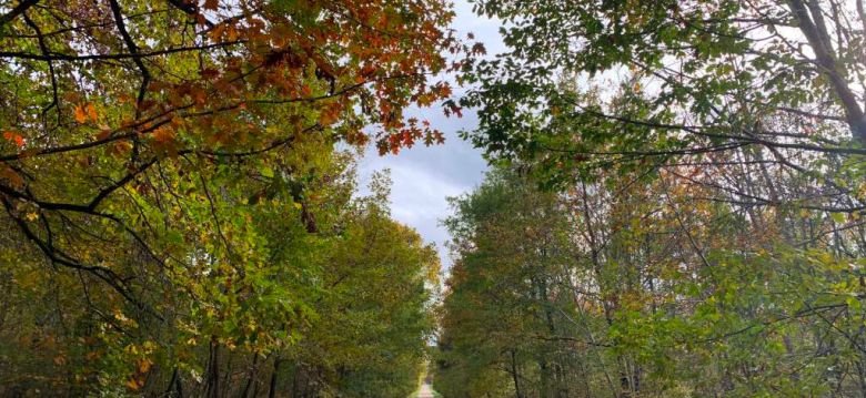 Agre Forest