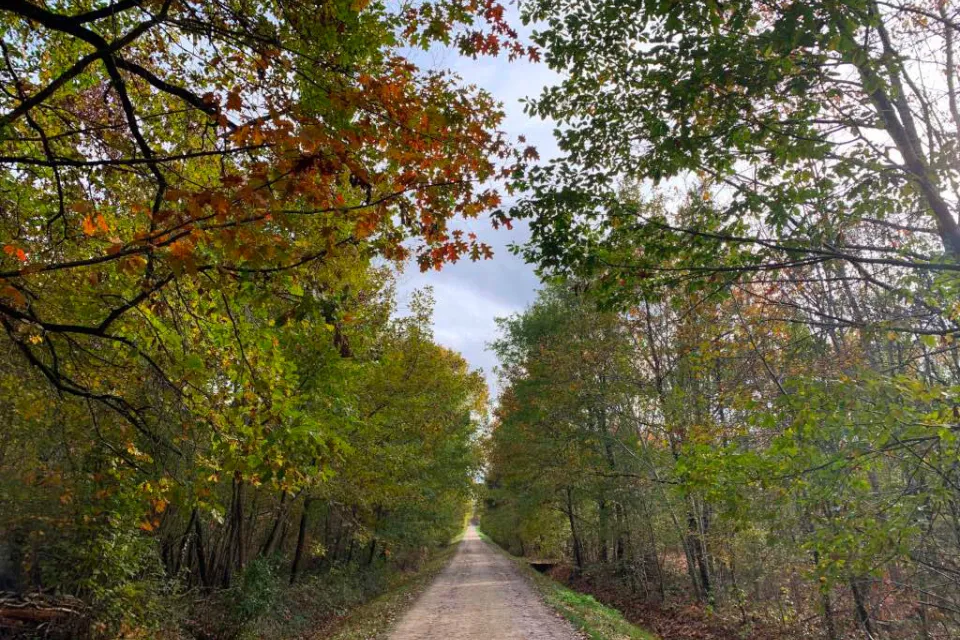 Forêt d'Agre