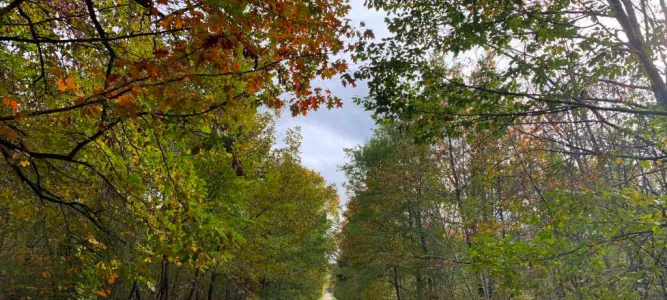 Forêt d'Agre