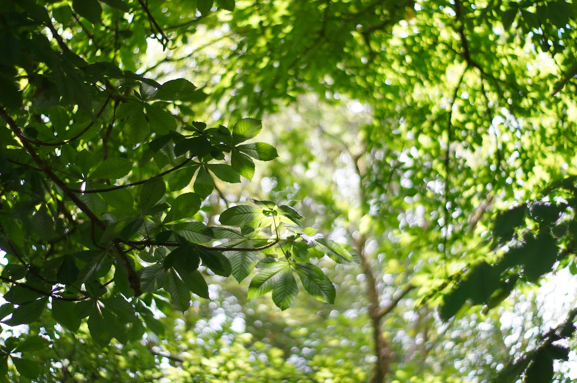 Forêt de Montagnol