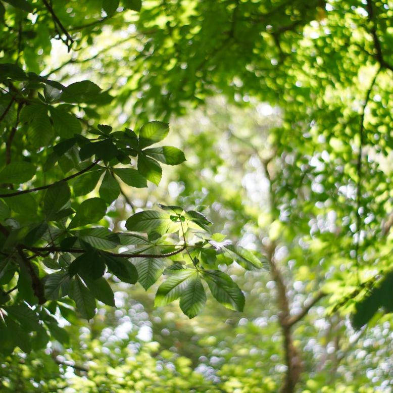 Montagnol Forest