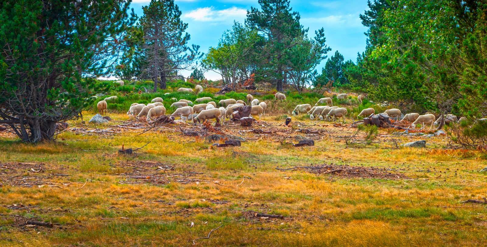 Monts de Lacaune