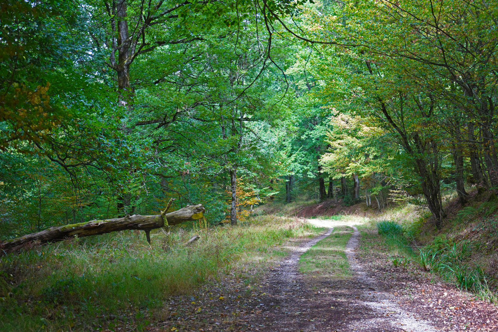 Grésigne National Forest