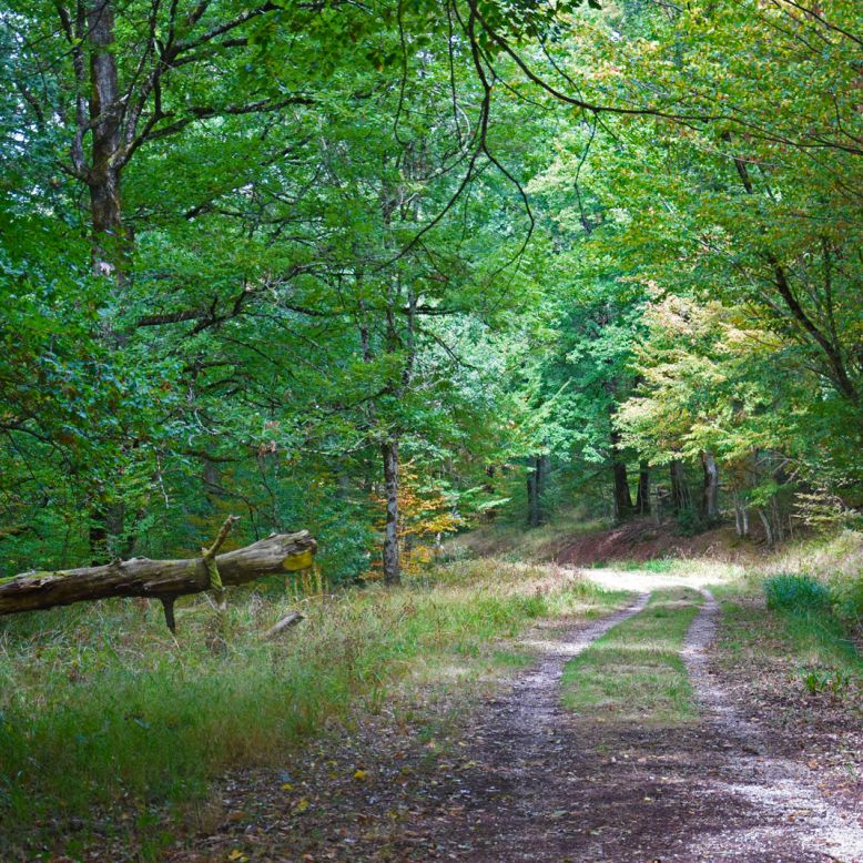 Grésigne National Forest