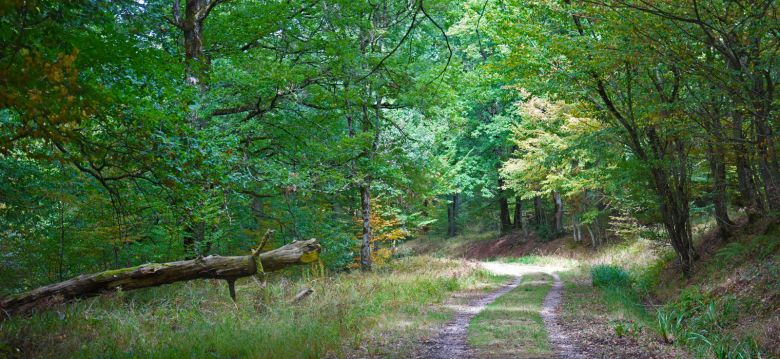 Grésigne National Forest