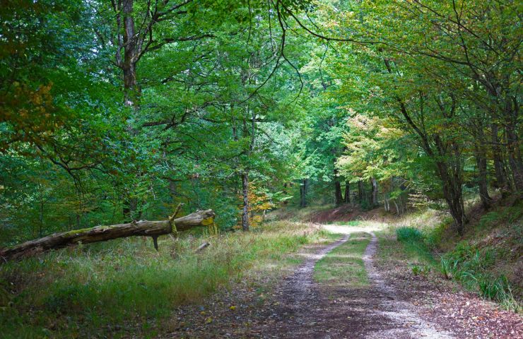 Grésigne National Forest