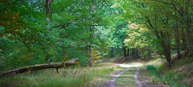 Forêt Domaniale de Grésigne