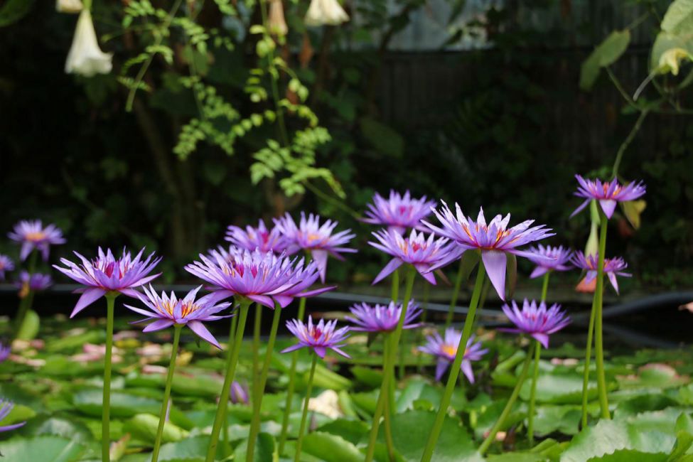 Les Jardins des Martels