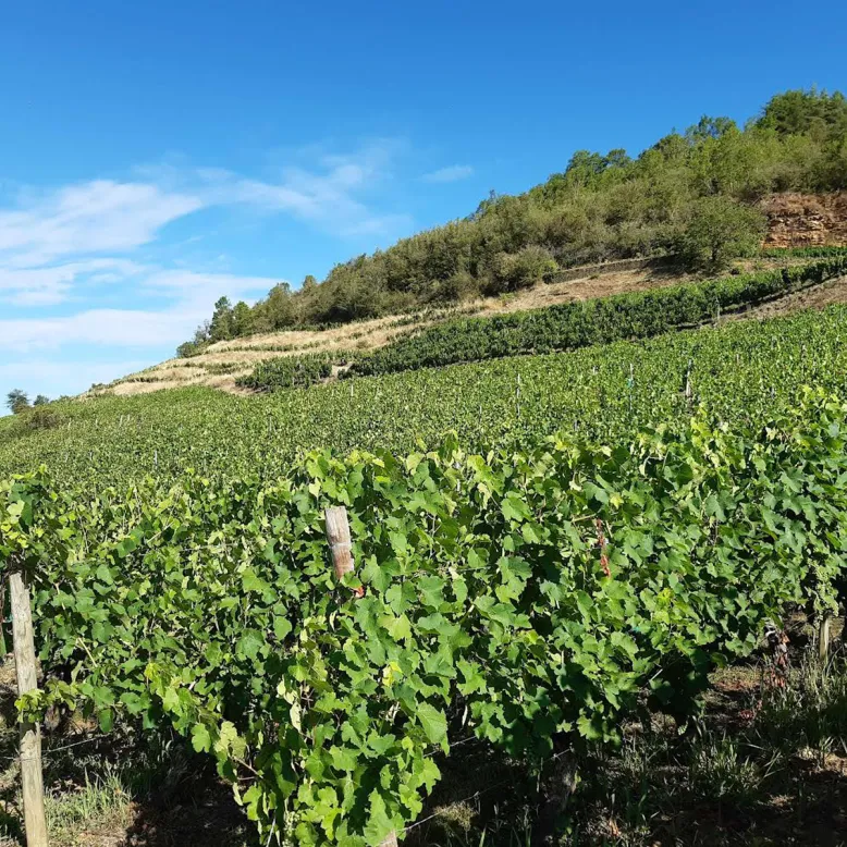 Domaine Croizat