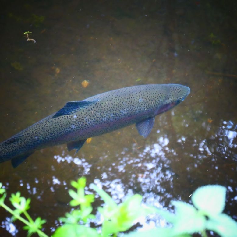 La Truite du Haut Languedoc