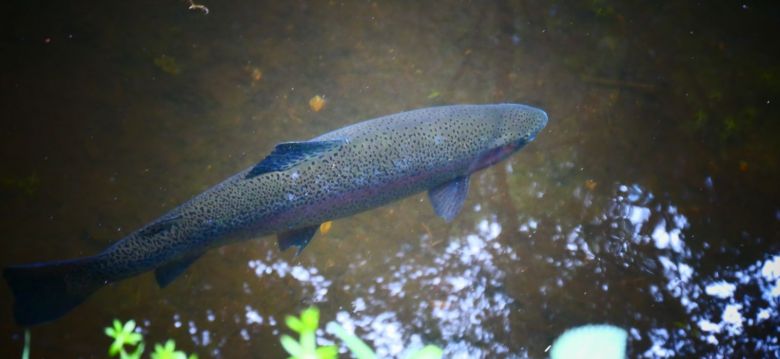 La Truite du Haut Languedoc