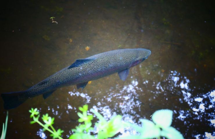 La Truite du Haut Languedoc