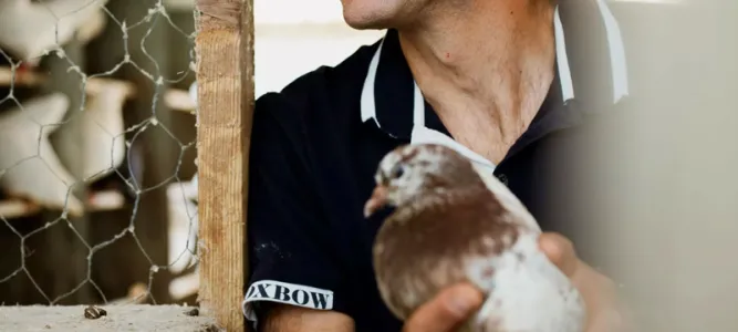 Les Pigeons du Mont Royal
