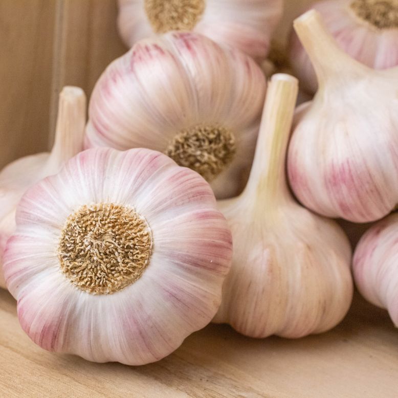 Syndicat de L'ail Rose de Lautrec