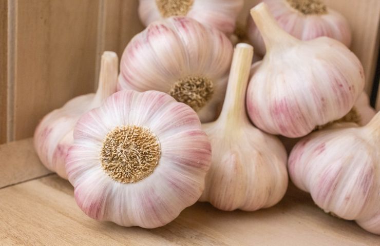 Syndicat de L'ail Rose de Lautrec