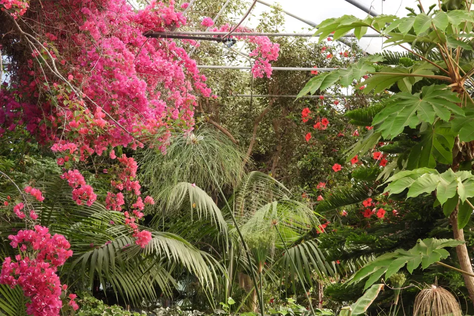 Serre Exotique du Domaine du Gazania