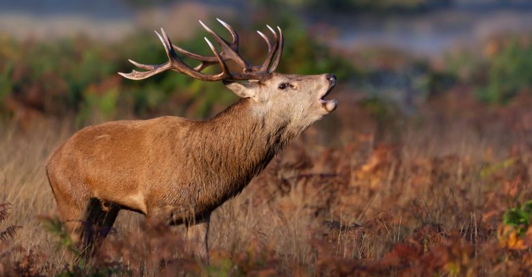 Écouter le brame du cerf dans la forêt de Grésigne