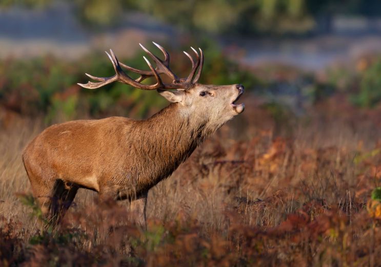 Listening to the deer's bellow in the Grésigne ...