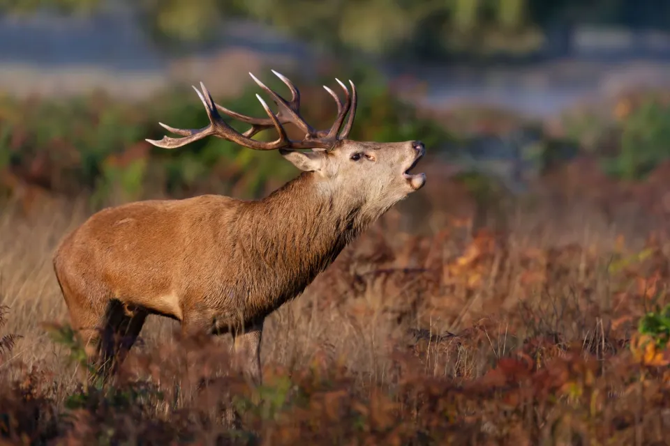 The call of the wild, XXL style