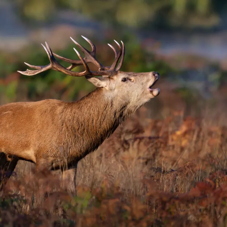 Listening to the deer's bellow in the Grésigne ...