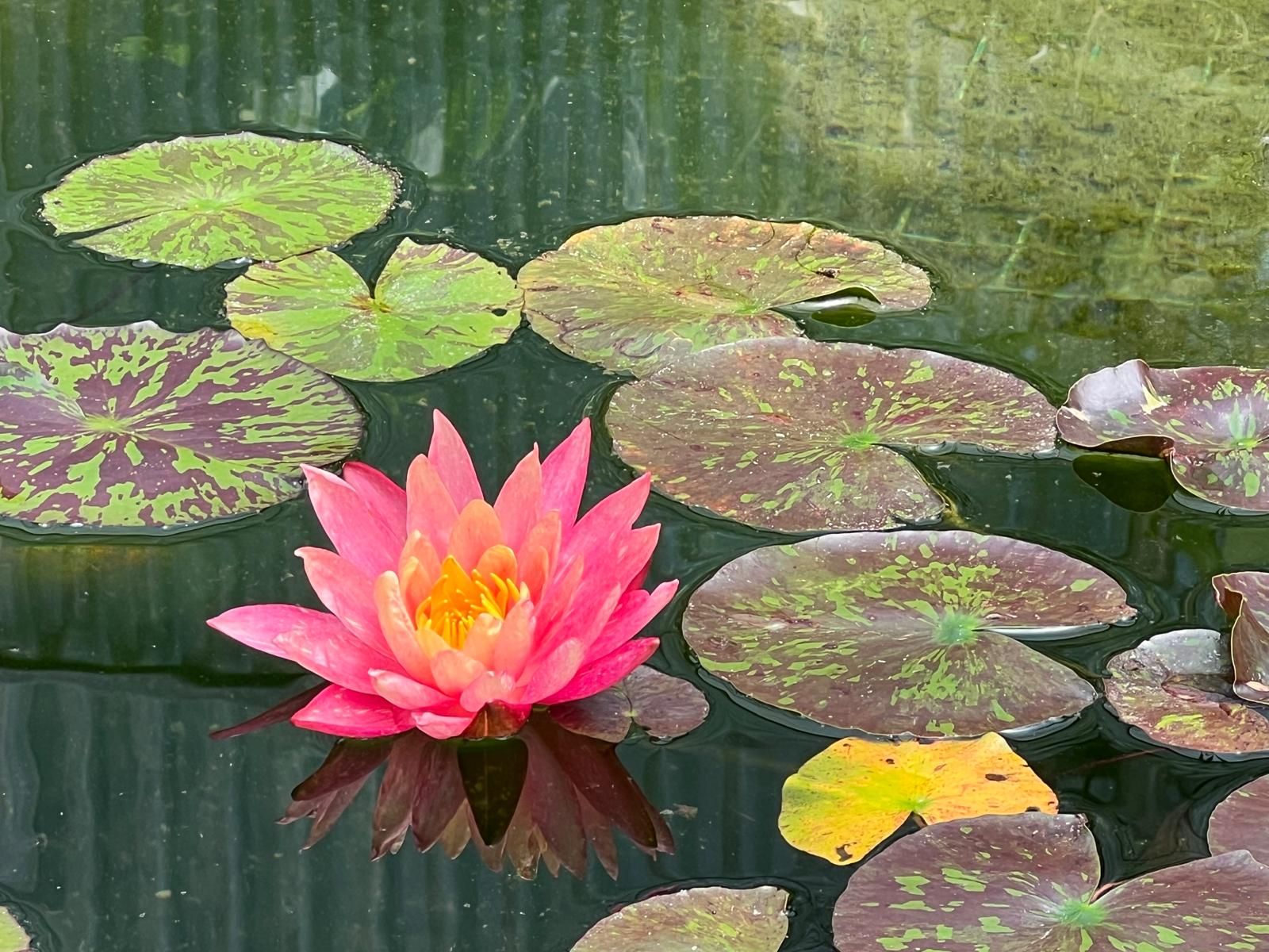 Un des plus beaux parcs floraux de France : les Jardins des Martels et visite d’un centre de céramique dans le Tarn