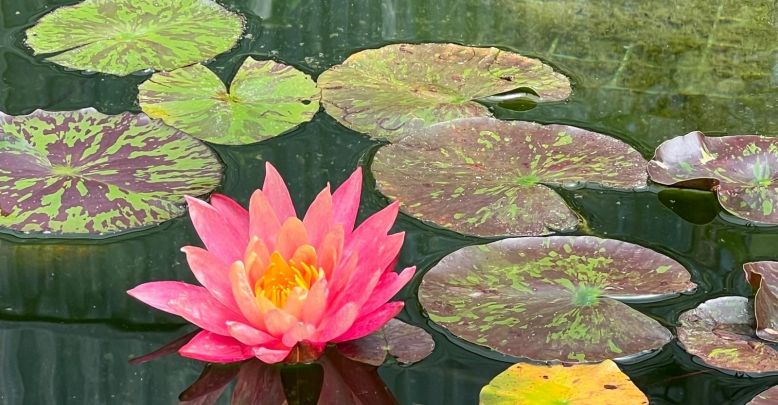 Un des plus beaux parcs floraux de France : le ...