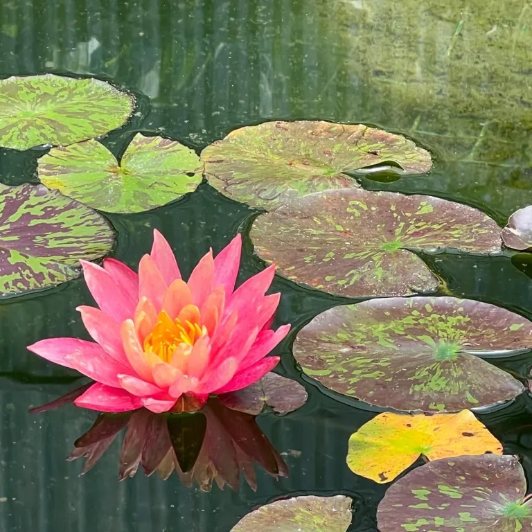 One of the most beautiful floral parks in Fran ...