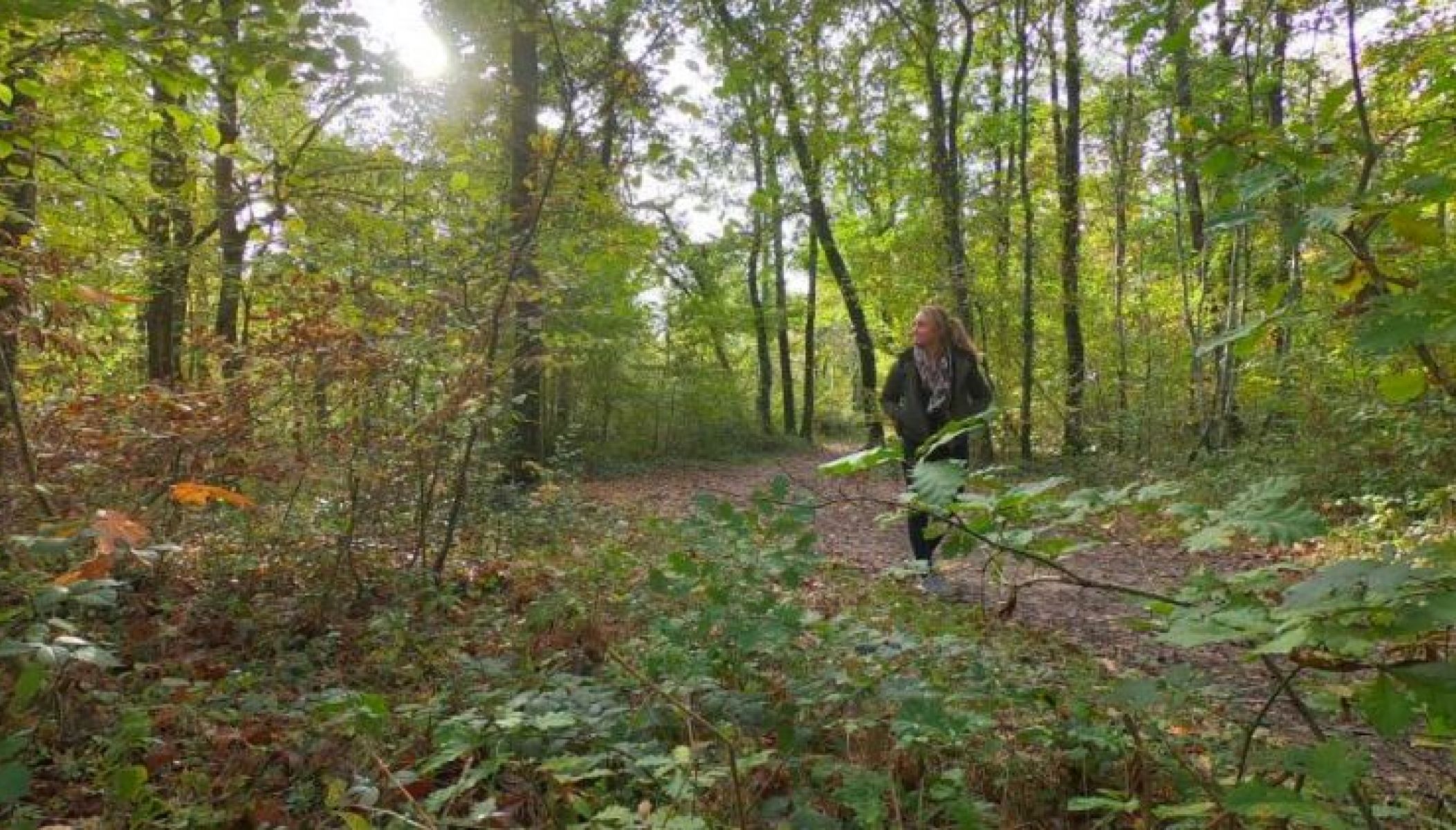 Autumn walk in Montech and its forest