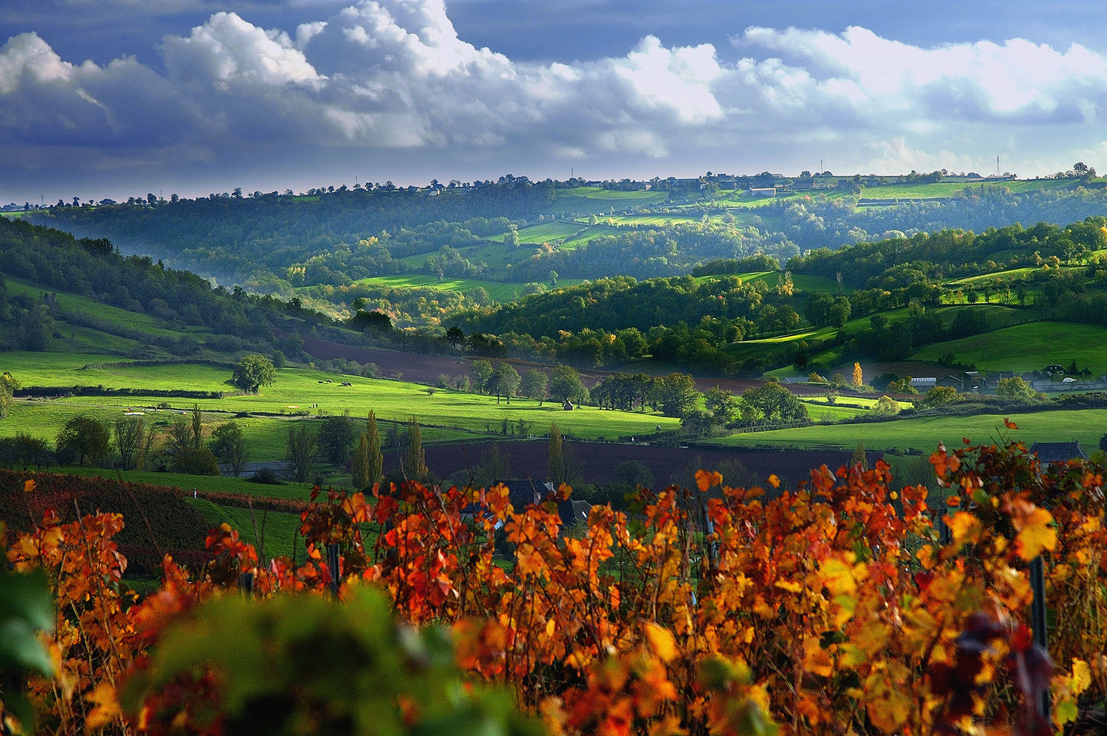 Les vignobles, visites et dégustation de vins  ...