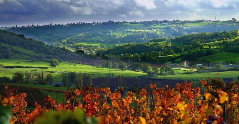 Les vignobles, visites et dégustation de vins  ...